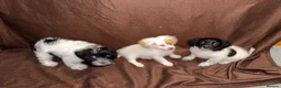 Mixed Breed dogs for sale: Gorgeous Girls Cavajackpoos in Cranleigh - Advert 6