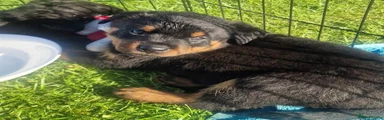 Rottweiler 5