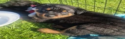 Rottweiler dogs for sale: Excellent Heritage and Exceptional Potential Pups in Cardiff - Advert 3