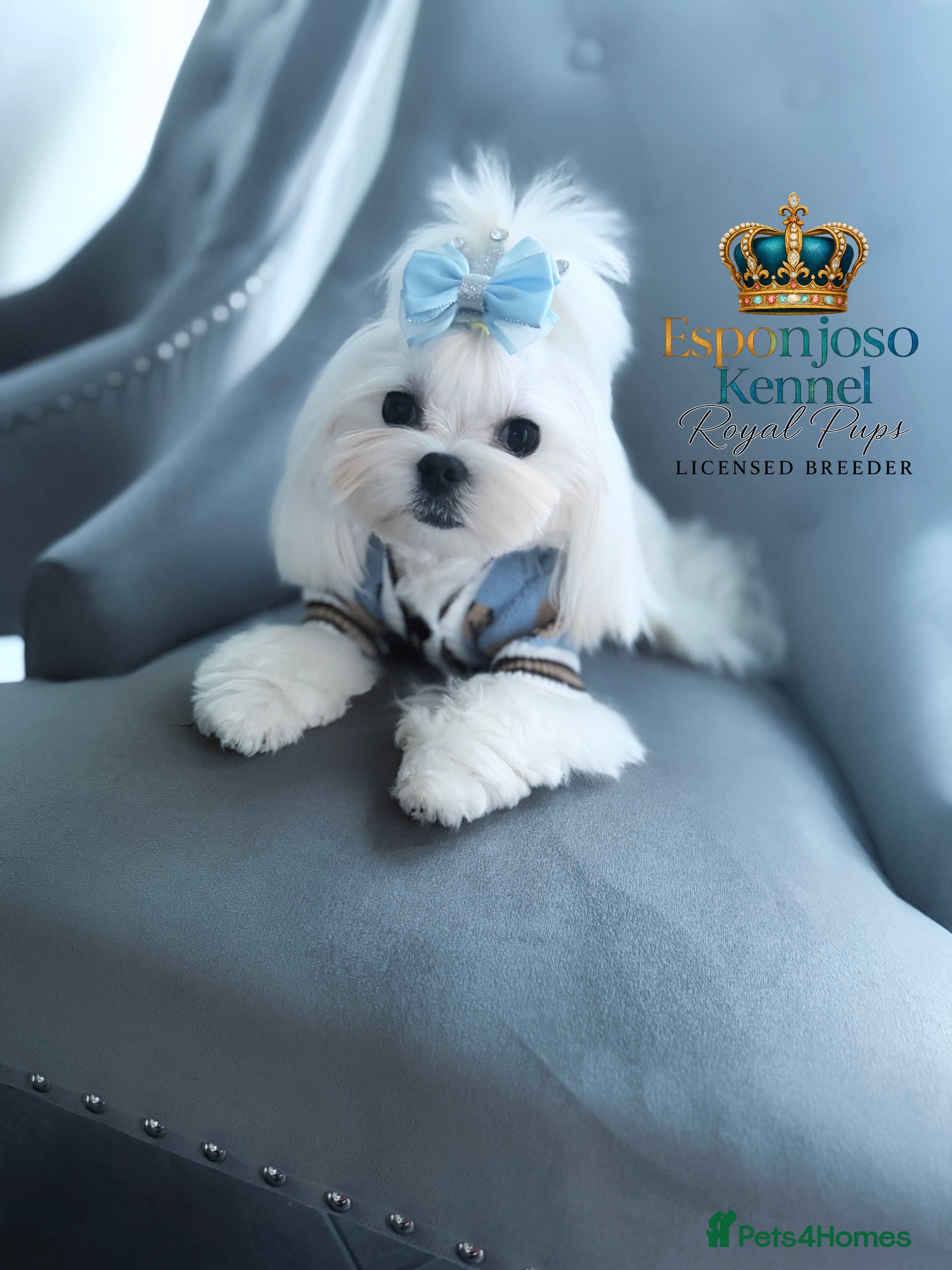 Maltese dogs 👑Exquisite KC Korean Maltese Stud DNA Clear👑 - Advert 9