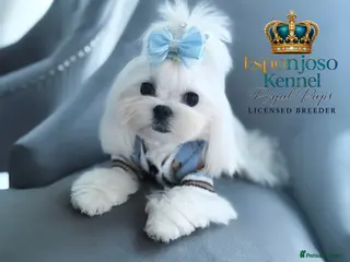 Maltese dogs 👑Exquisite KC Korean Maltese Stud DNA Clear👑 - Advert 9