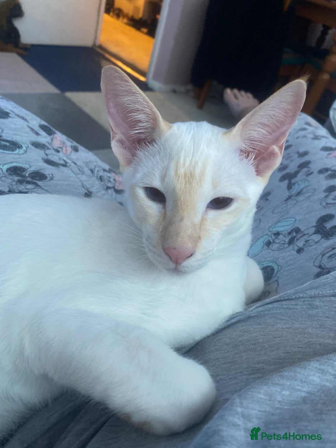 Siamese cats for sale: Flame point Siamese  - Image 6