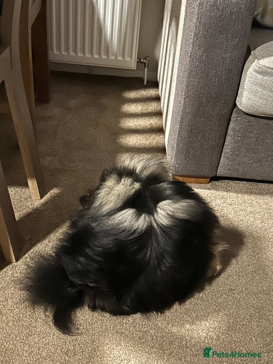 Pomeranian dogs for sale: Pure Fluffy Pomeranians - Image 8