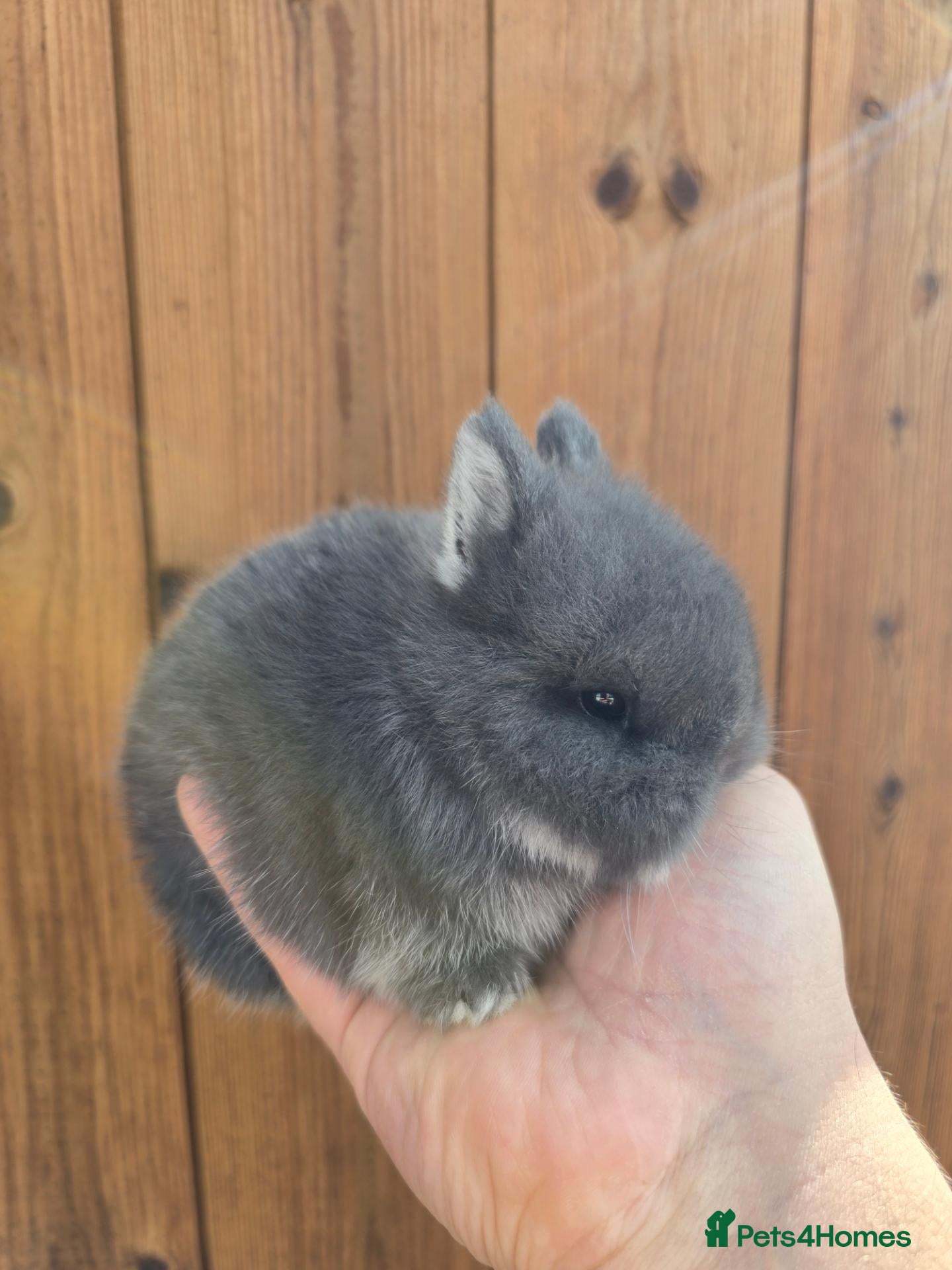 Netherland Dwarf rabbits Netherland dwarf kits  fully vaxxed *read ad* - Advert 11