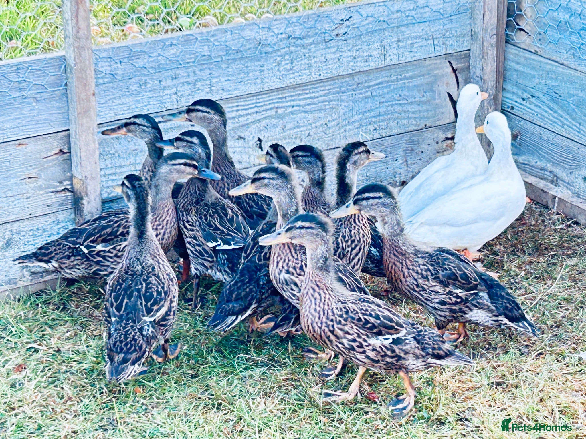 Ducks poultry DUCKS FOR SALE 10 WEEKS old AND ADULTS available - Advert 1