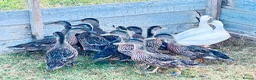 Ducks poultry for sale: DUCKS FOR SALE 10 WEEKS old AND ADULTS available - Advert 1