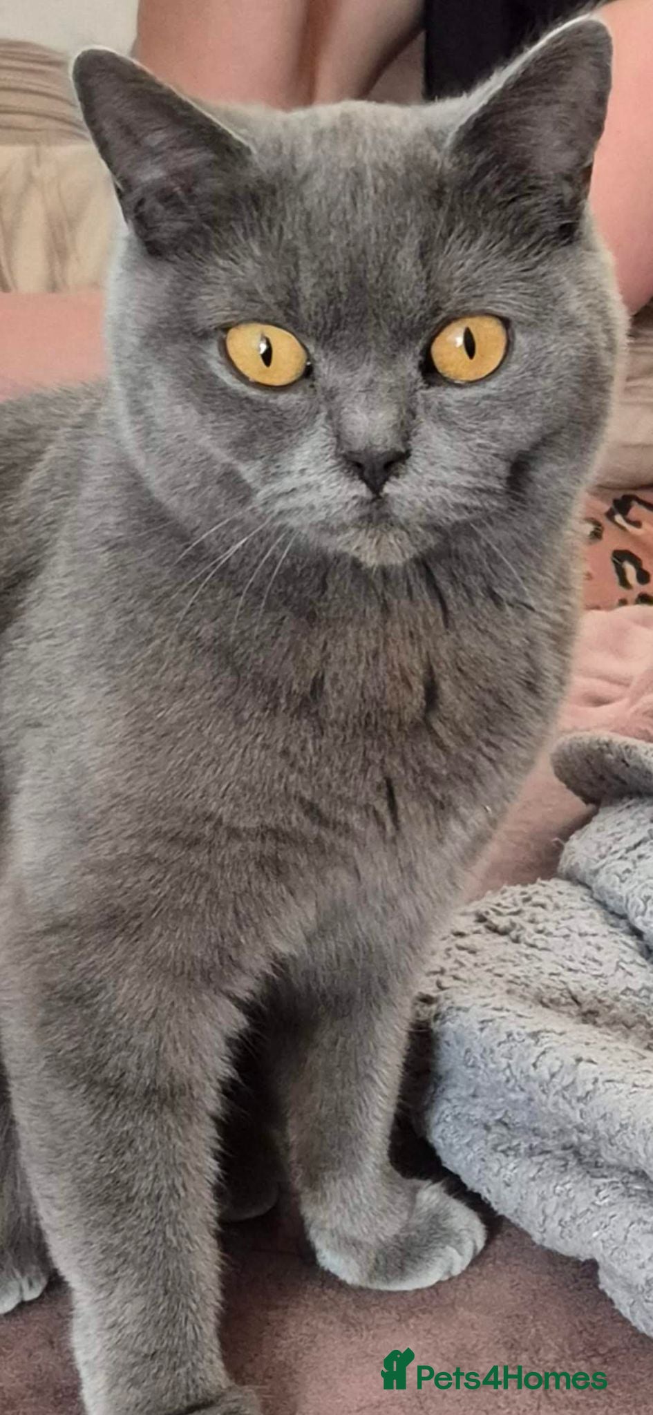 British Shorthair cats British shorthair pedigree kittens for sale  - Advert 2