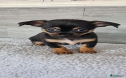 Chihuahua dogs for sale: Cute as a Button: Friendly Chihuahua Puppies - Image 1