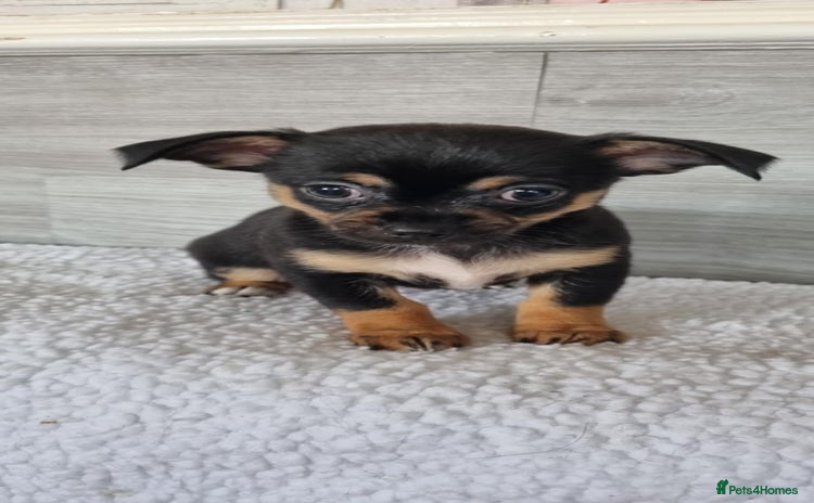 Chihuahua dogs - Advert 1