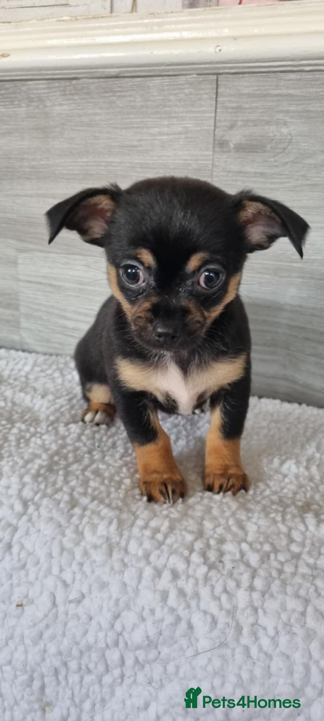 Chihuahua dogs for sale: Cute as a Button: Friendly Chihuahua Puppies - Image 1
