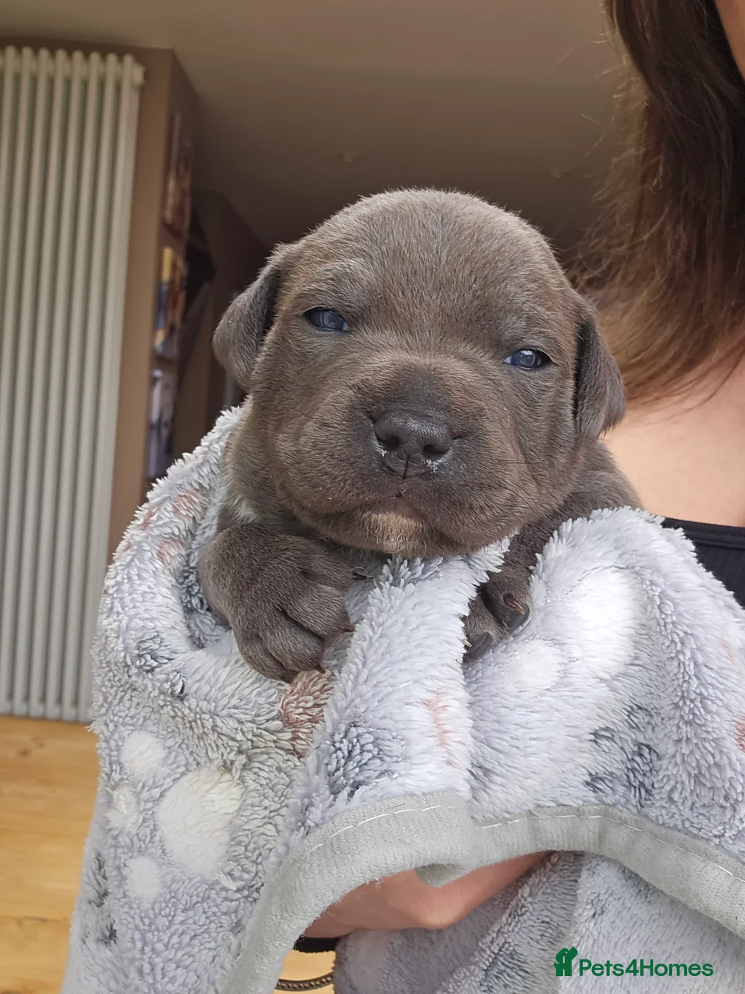 Staffordshire Bull Terrier dogs for sale: 💙 Blue Staffy Puppiess | KC Reg | Health Tested  - Advert 39