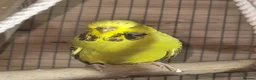 Budgerigars birds for sale: 3 budgies looking for a loving home - Advert 3