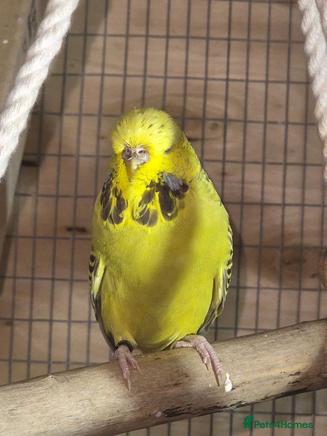 Budgerigars birds for sale: 3 budgies looking for a loving home - Advert 3