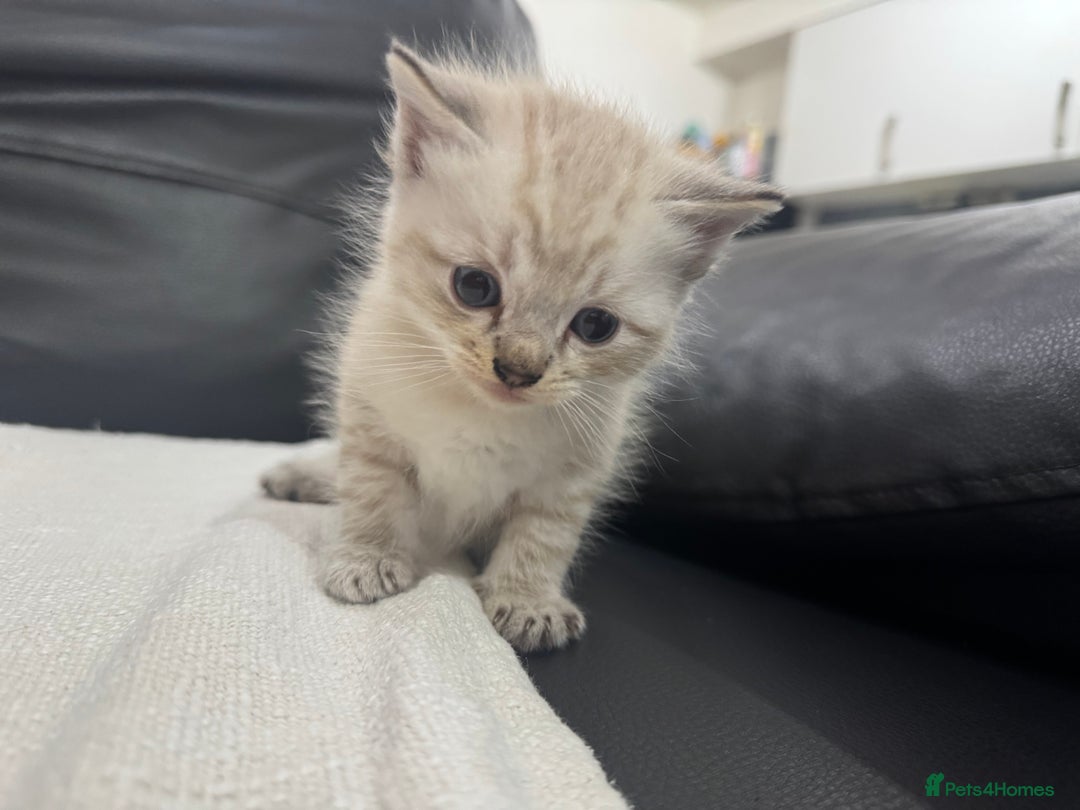 Ragdoll cats for sale: Ragdolls  - Image 10