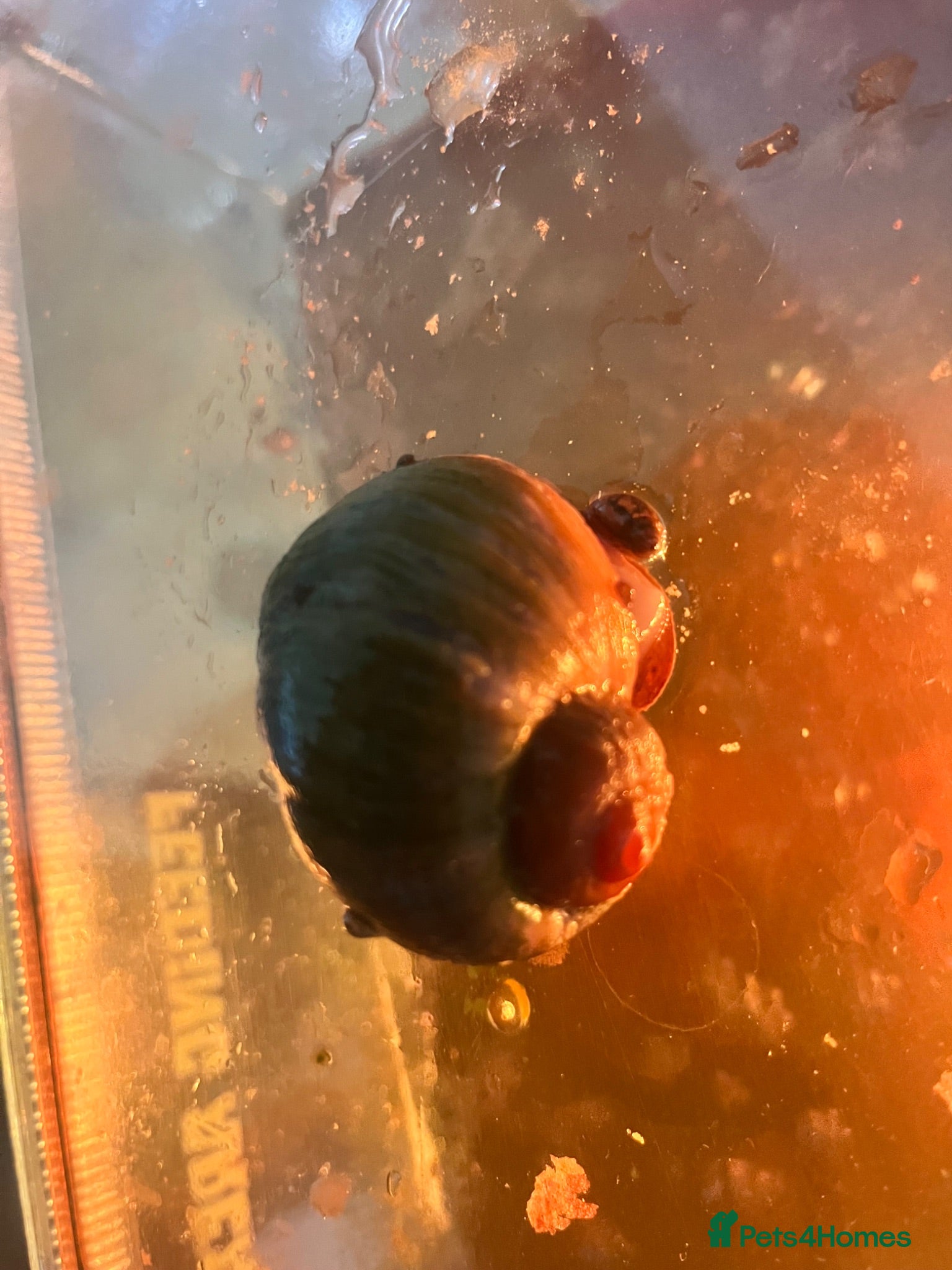 Snails invertebrates Apple snail - Advert 1