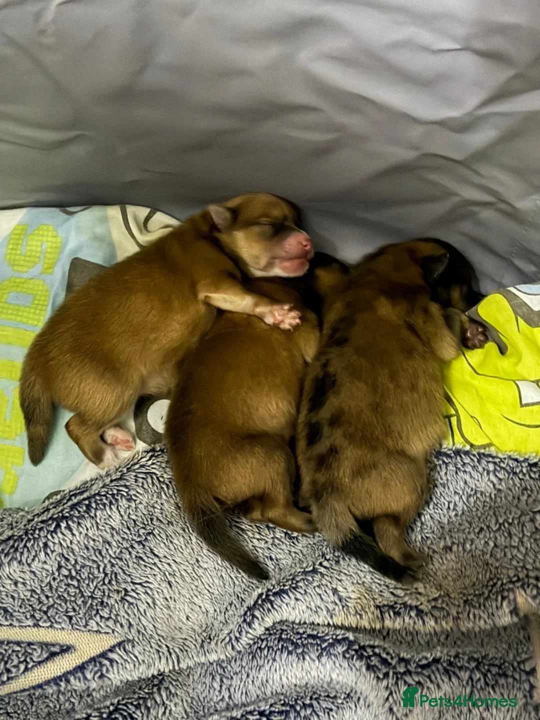 Pomeranian dogs for sale: Pomeranian puppy’s  in Nottingham - Advert 2
