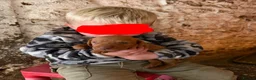 Hungarian Vizsla dogs for sale: Beautiful KC Registered Hungarian Vizsla puppies  in Blackburn - Advert 3