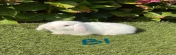 Mini Lop rabbits for sale: Pure bred mini lops . - Advert 2