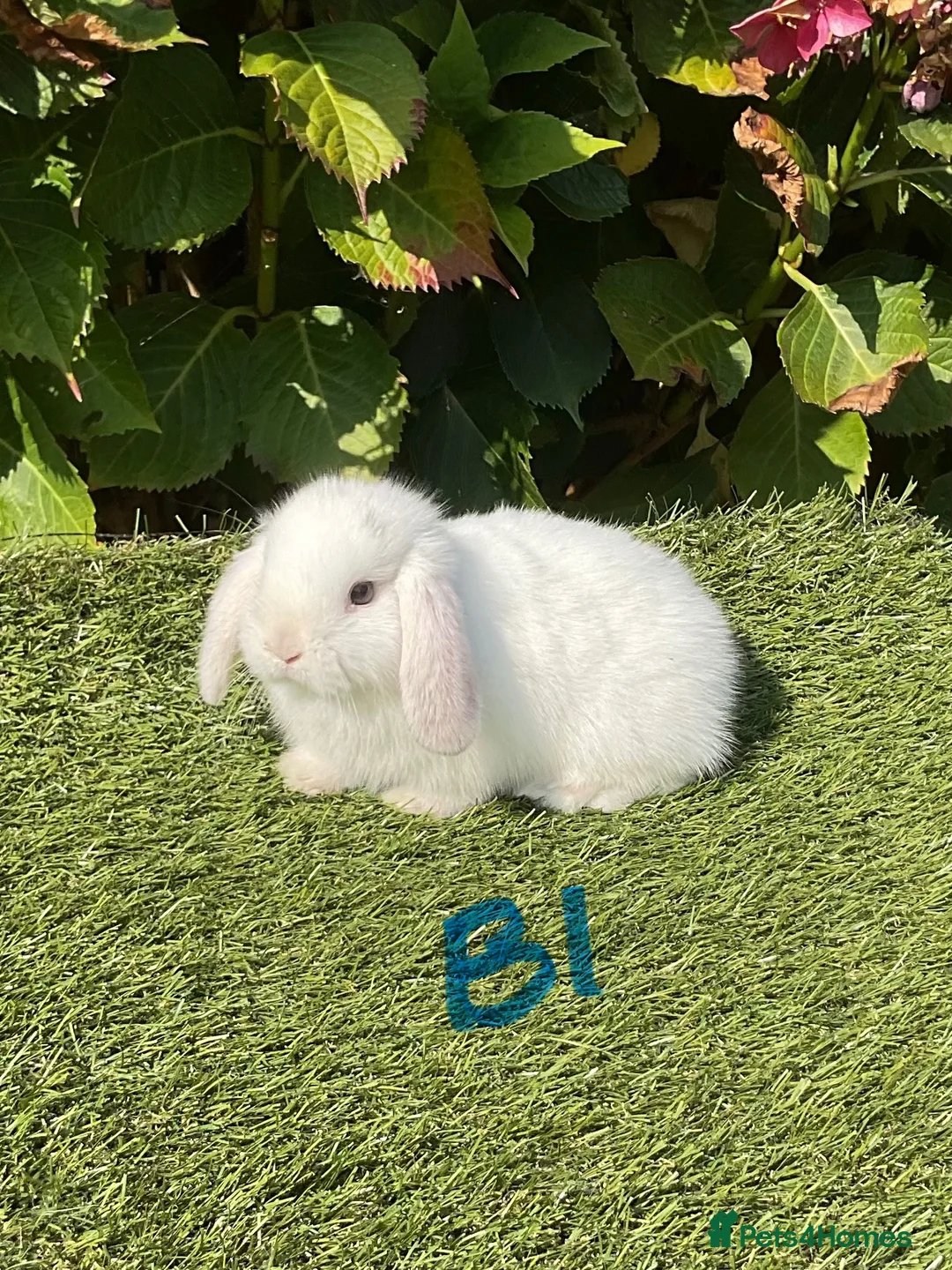 Mini Lop rabbits for sale: Pure bred mini lops . - Advert 2