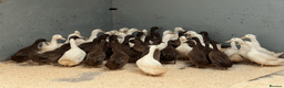 Ducks poultry for sale: Point of Lay Khaki Campbells and Cherry Valley - Advert 1