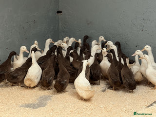 Ducks poultry Point of Lay Khaki Campbells and Cherry Valley - Advert 1