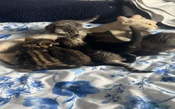 Mixed Breed cats for sale: British shorthair X British shorthair x Tabby - Image 17