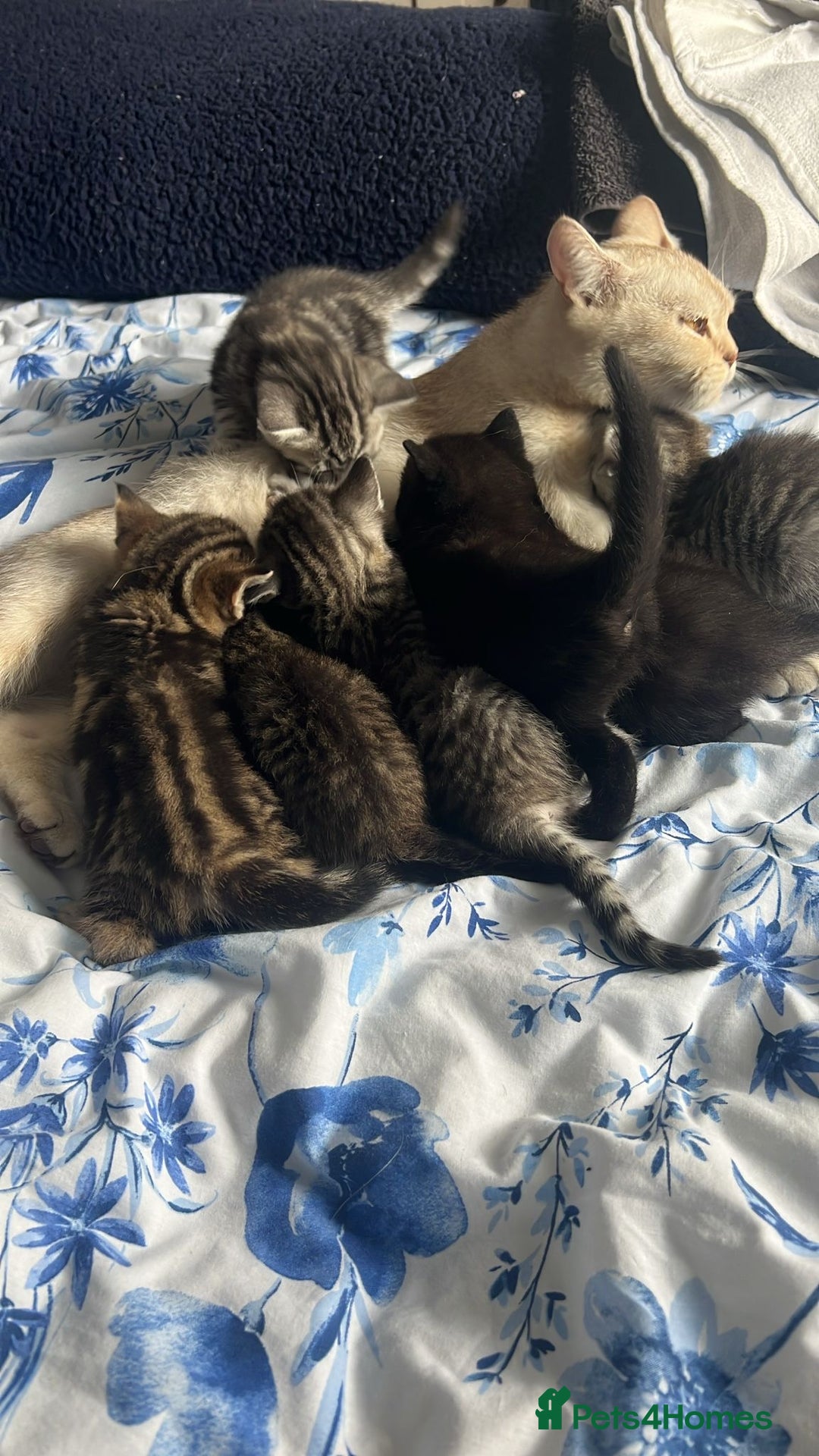 Mixed Breed cats for sale: British shorthair X British shorthair x Tabby - Image 17