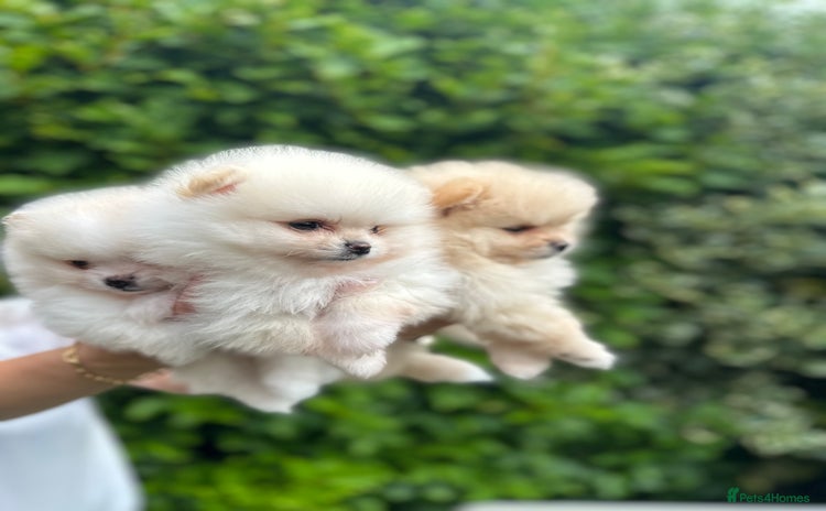 Pomeranian dogs - Advert 1
