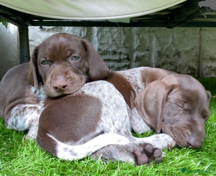 German Shorthaired Pointer dogs Perfect Family & Sporting Dogs-Premium GSP Pups - Advert 10