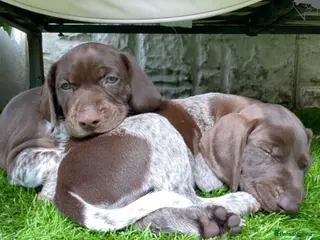 German Shorthaired Pointer dogs Perfect Family & Sporting Dogs-Premium GSP Pups - Advert 10
