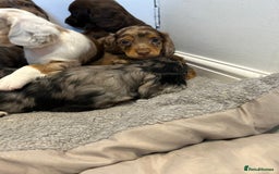 Cocker Spaniel dogs for sale: Super rare and unique show type dna tested Kc reg  - Image 6