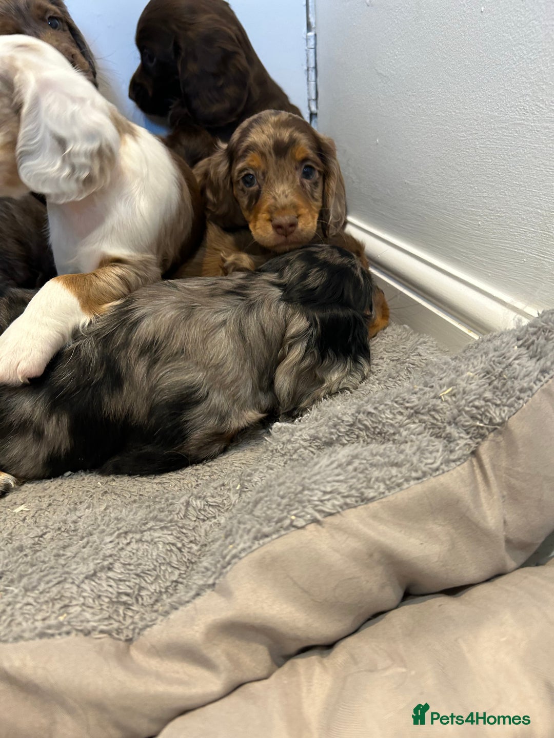 Cocker Spaniel dogs for sale: Super rare and unique show type dna tested Kc reg  - Image 6
