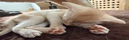 Abyssinian cats for sale: Gorgeous Abyssinian kittens - Advert 20