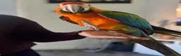 Macaws birds for sale: Catalina Macaw - Advert 3