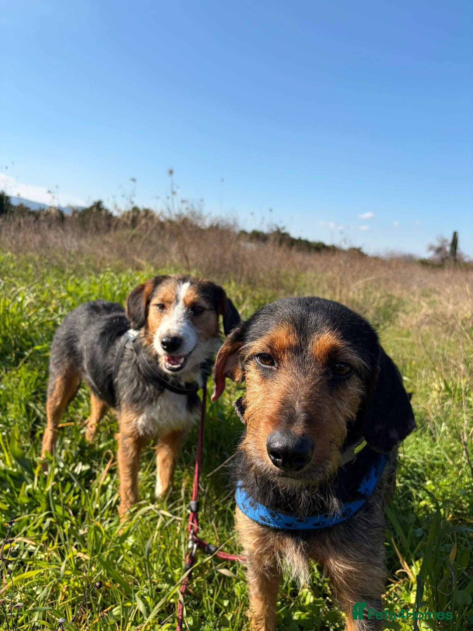 Mixed Breed dogs for sale: Ronnie & Reggie   - Advert 2