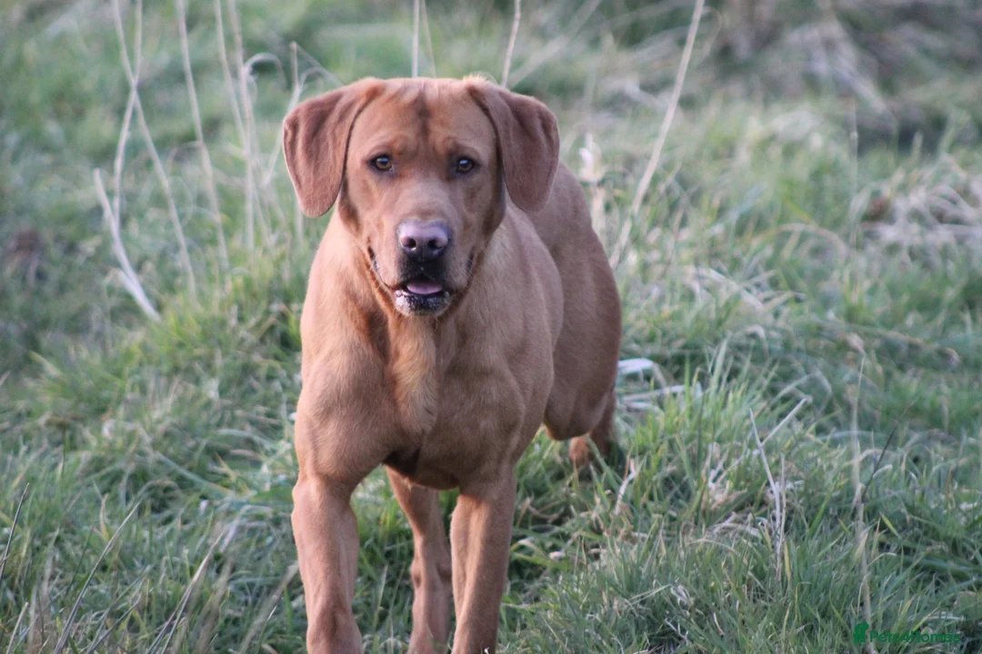 Labrador Retriever dogs for sale: FOX RED LAB PUPS PARENTS EXTENSIVELY HEALTH TESTED - Advert 14
