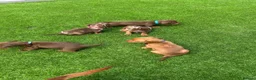Miniature Dachshund dogs for sale: BEAUTIFUL MINIATURE DACHSHUND PUPPIES FOR SALE - Advert 1
