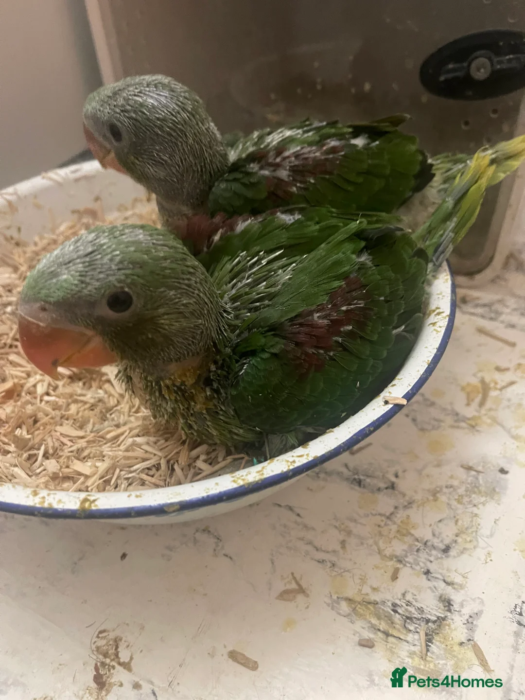 Parrots birds for sale: Alexandrine baby parrots  - Advert 3