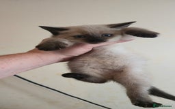 Mixed Breed cats for sale: 8 beautiful kittens ready for 1/09/2025 - Image 11