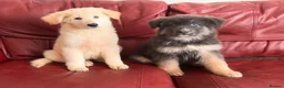 German Shepherd dogs for sale: Stunning quality GSD pups looking for new home!  - Advert 9