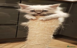 Siberian cats for sale: Hypoallergenic Siberian Neva Masquerade kitten - Image 1