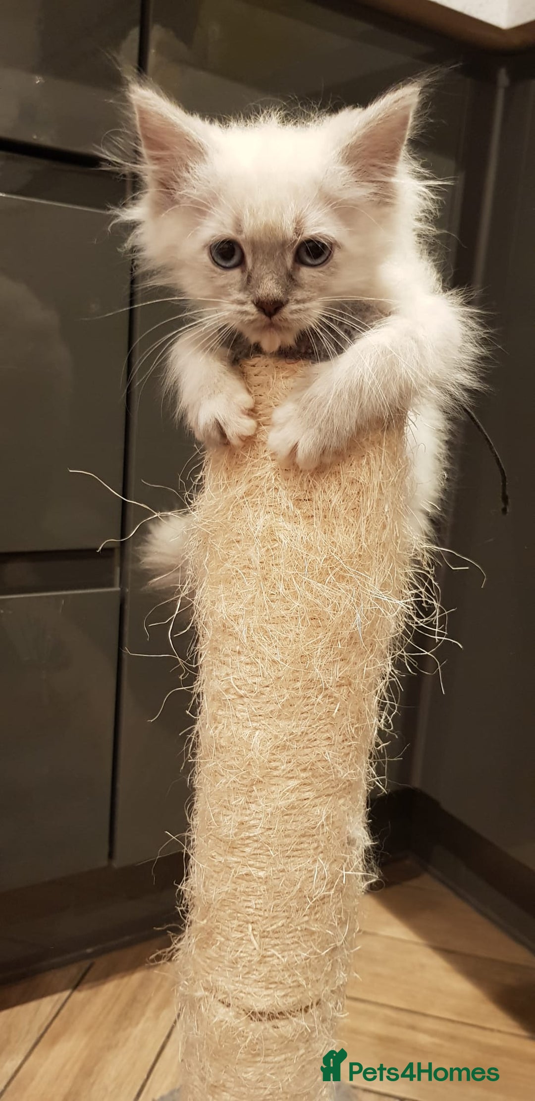 Siberian cats for sale: Hypoallergenic Siberian Neva Masquerade kitten - Image 1