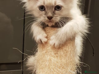 Siberian cats - Advert 5