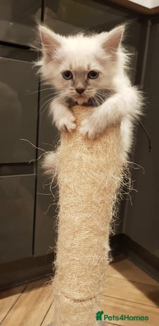 Siberian cats - Advert 1