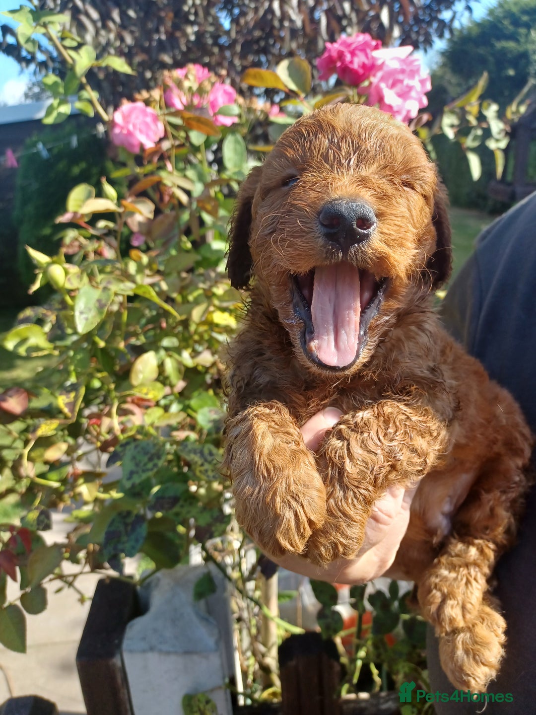 Cockapoo dogs for sale: Last one cockerpoo boy foxred  - Image 15