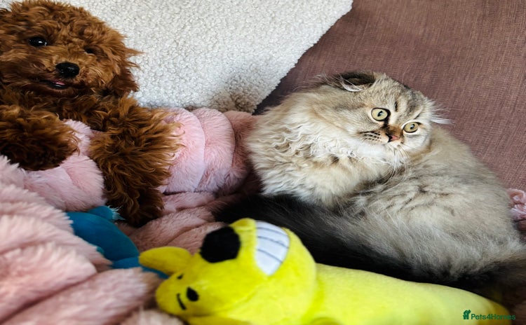 Scottish Fold cats - Advert 7