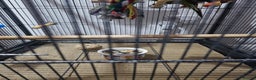 Parakeets birds for sale: Kakariki+Cage+toys+foods+bath+multivitamins+sprays - Advert 13
