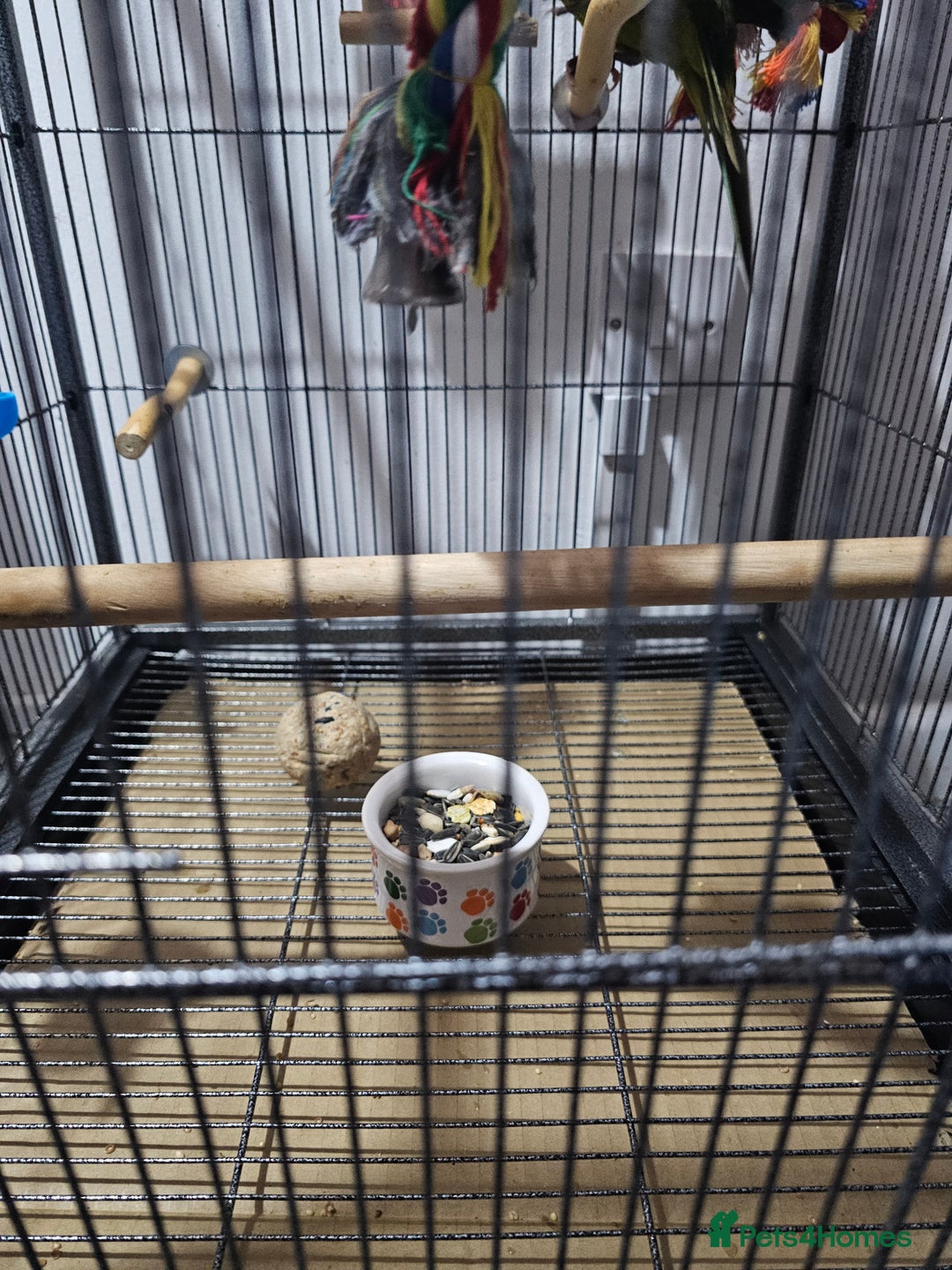 Parakeets birds for sale: Kakariki+Cage+toys+foods+bath+multivitamins+sprays - Image 13