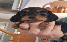 Miniature Dachshund dogs for sale: KC Mini Long Haired Dachsunds - Image 2