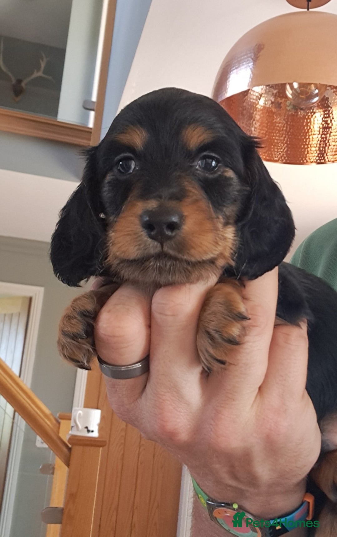 Miniature Dachshund dogs for sale: KC Mini Long Haired Dachsunds - Image 2